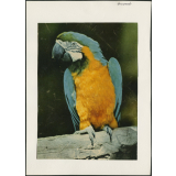 Modèle de perroquet jaune et bleu