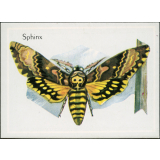Sphinx