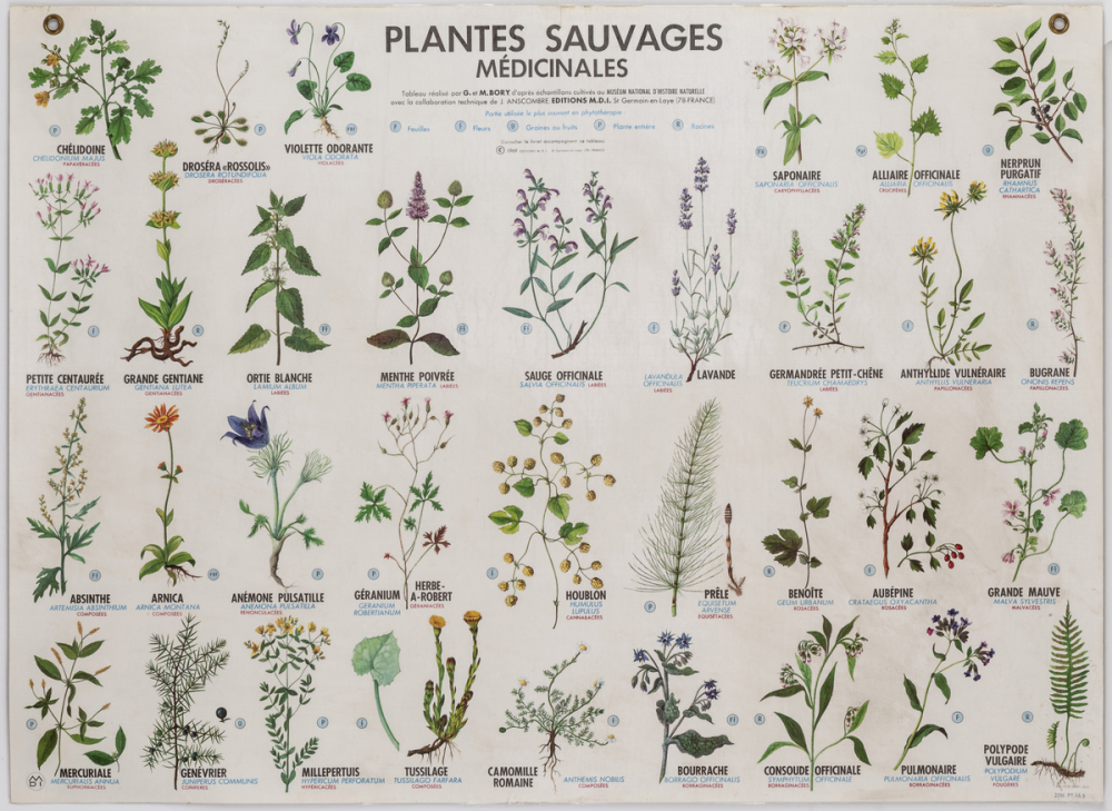 Plantes sauvages toxiques. Plantes sauvages médicinales