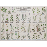 Plantes sauvages toxiques. Plantes sauvages médicinales