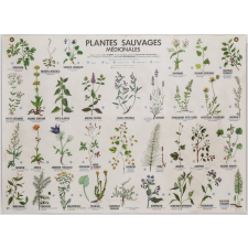 Plantes sauvages toxiques. Plantes sauvages médicinales
