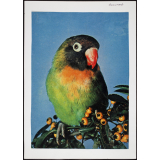 Modèle de perroquet vert