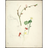 Fleurs printanières