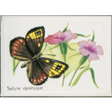 Satyre épistyque 