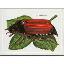 Hanneton