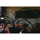 La salle de classe : plante verte