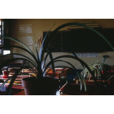 La salle de classe : plante verte