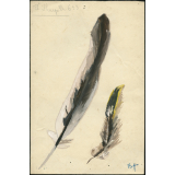 Plumes