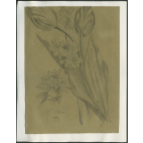 Fleurs
