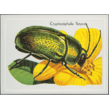 Cryptocéphale Soyeux