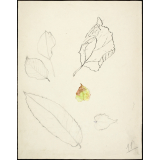Feuilles d'automne