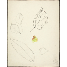 Feuilles d'automne