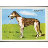 Greyhound