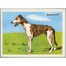 Greyhound