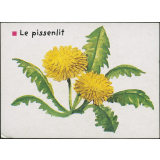 Le pissenlit