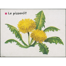 Le pissenlit