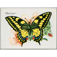 Machaon