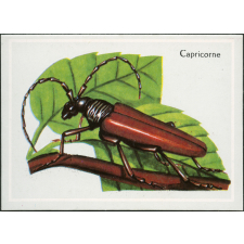 Capricorne