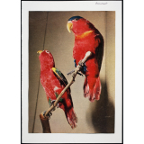 Modèle de perroquets rouges