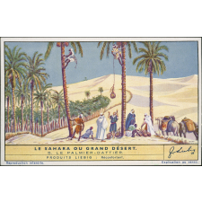 Le Sahara ou grand désert.
 5. Le palmier-dattier.