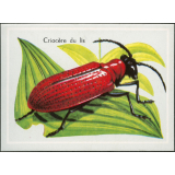 Criocère du lis