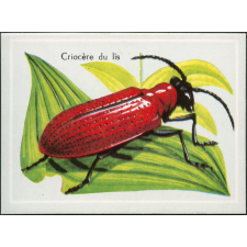 Criocère du lis