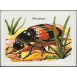 Nécrophore