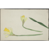 Jonquilles