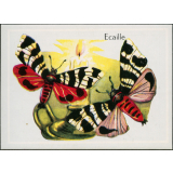 Ecaille