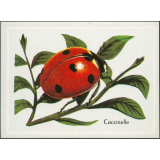 Coccinelle