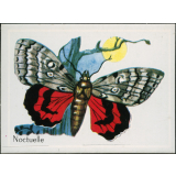 Noctuelle