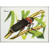 Moine