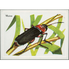 Moine