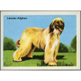 Lévrier Afghan