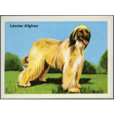 Lévrier Afghan