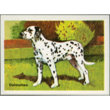 Dalmatien