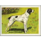 Braque d'Auvergne