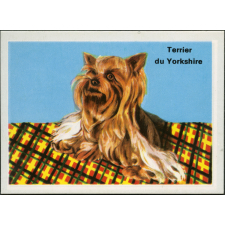 Terrier du Yorkshire