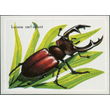 Lucane cerf-volant
