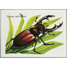 Lucane cerf-volant