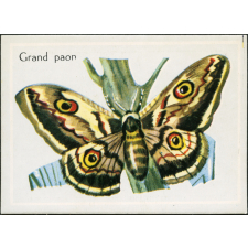 Grand paon