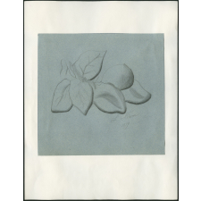 Feuilles