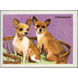 Chihuahuas