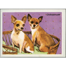Chihuahuas