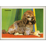 Caniche
