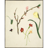 Fleurs printanières