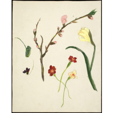 Fleurs printanières
