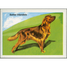 Setter Irlandais