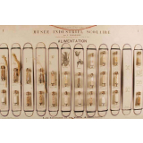 Musée Industriel Scolaire : Alimentation. 1- Céréales et pâtes alimentaires.