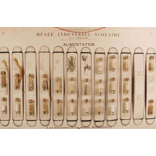 Musée Industriel Scolaire : Alimentation. 1- Céréales et pâtes alimentaires.